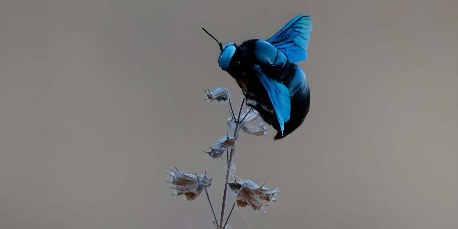 Unveiling Socorro Plateau.jpg